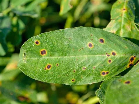 How to Identify and Treat 5 Pumpkin Diseases - Minneopa Orchards