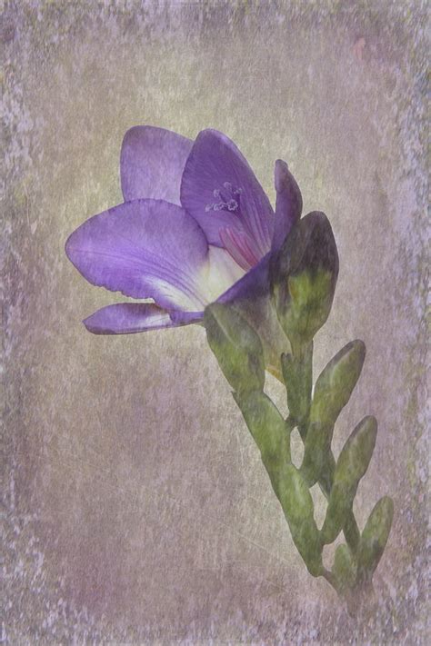 Freesia Photograph By Angie Vogel Fine Art America