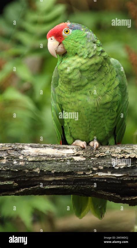 Red Crowned Amazon Amazona Viridigenalis Parrot Amazon Green