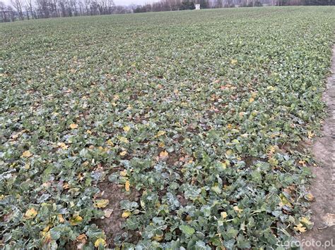 Crocant - zdjęcie, fotka, foto numer: 822912 - Galeria rolnicza agrofoto