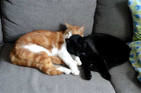 Cuddling Together Cute Cats Hq Pictures Of Cute Cats And Kittens