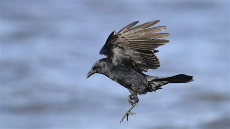 American Crow