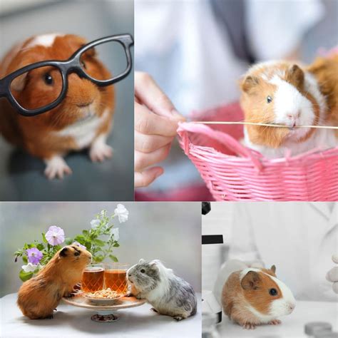 30 Fascinating Guinea Pig Facts You Should Know