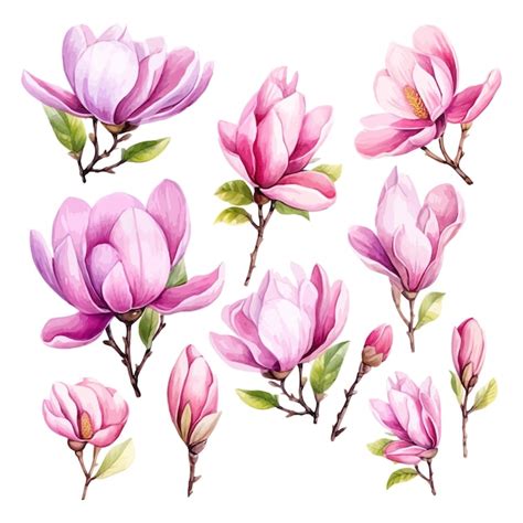 Premium Vector Watercolor Hand Painted Pink Magnolia Flowers