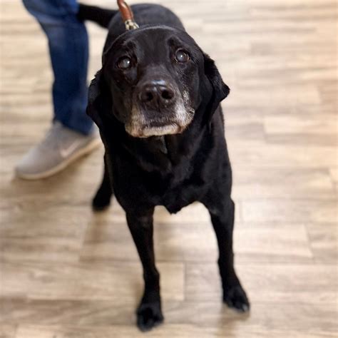 Muscatine Veterinary Hospital P.C. | Muscatine IA
