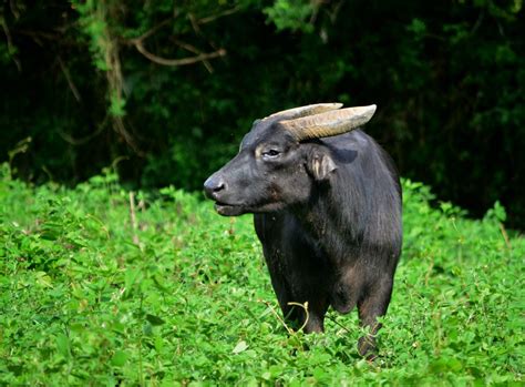 save  tamaraw     late