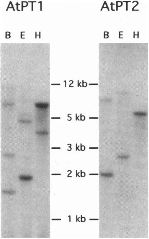 Southern Blot Analysis Of Arabidopsis Genomic Dna Digested With Bamhi