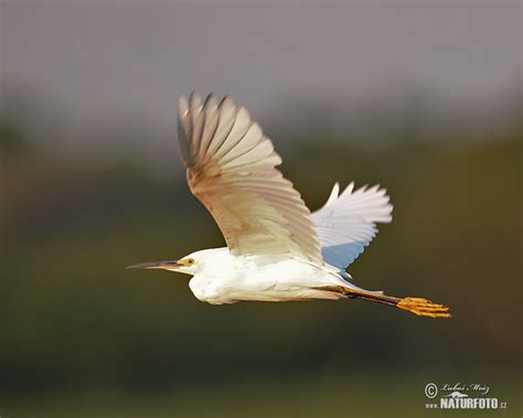 Volavka bělostná | Naturfoto.cz