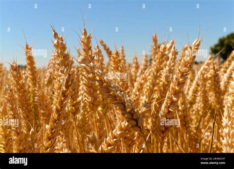 Wheat Fields In Norfolk Uk Stock Photo Alamy