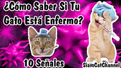 C Mo Saber Si Mi Gato Est Enfermo Se Ales Siamcatchannel Youtube