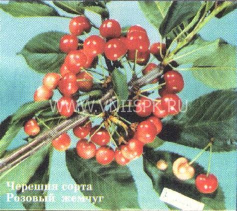 Черешня, Сорт Розовый Жемчуг - ФГБНУ ВНИИСПК