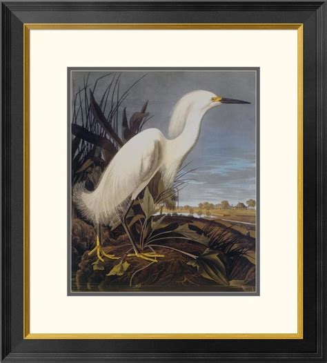 Snowy Heron Or White Egret Framed Digital Print By John James Audubon