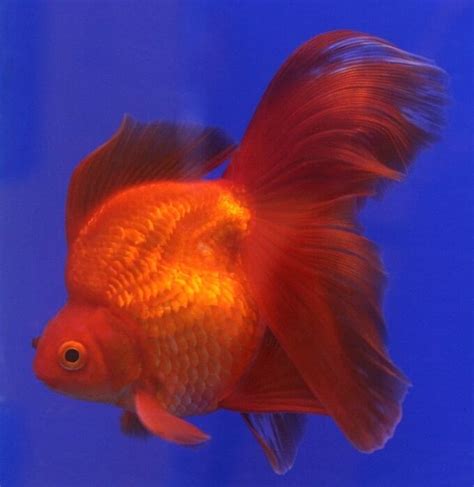 Ryukin Goldfish 101: Care, Size, Lifespan, Food & More