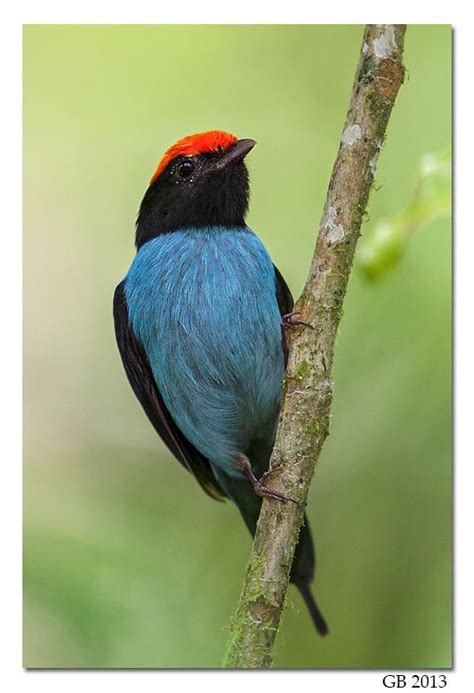 1000+ images about Bird Song---Manakins. on Pinterest | Passerine ...