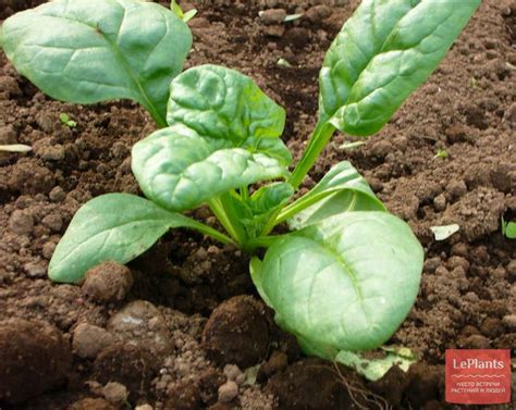 Шпинат огородный (Spinacia oleracea) — описание, выращивание, фото | на ...