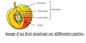 De quoi se compose un fruit ? [Leçon i / SVT-6ème : LE FRUIT