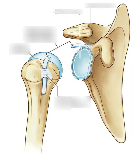 glenohumeral/shoulder joint Diagram | Quizlet