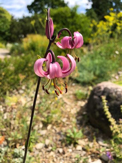 Tour of the Aarhus Botanical Garden in Denmark