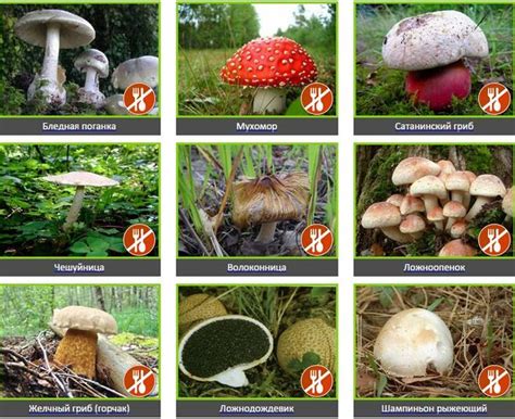 Грибы Фото С Названиями И Описанием – Telegraph