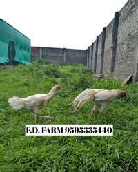 Aseel Eggs pure desi chicken eggs, For hatching at Rs 500/dozen in ...