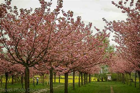 Cherry Blossoms in Berlin Germany