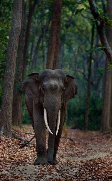 480+ Indian Tusker Elephant Stock Photos, Pictures & Royalty-Free Images - iStock