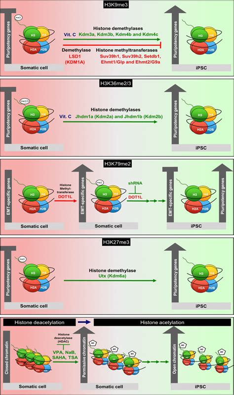 An overview of histone modifications acting as epigenetic barriers ...