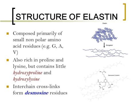 Elastin