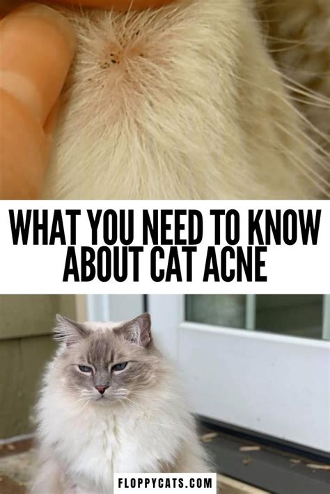 Feline Acne, Cat Acne, Pimples On Chin, Get Rid Of Blackheads, Cat Skin ...