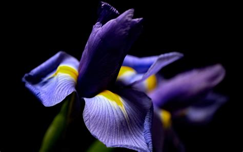 Wallpaper Iris Flower Macro Photography, Black Background - Iris Flower ...