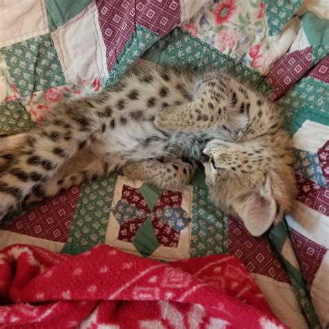 Servals are a lifestyle – USDA permitted serval kitten breeder