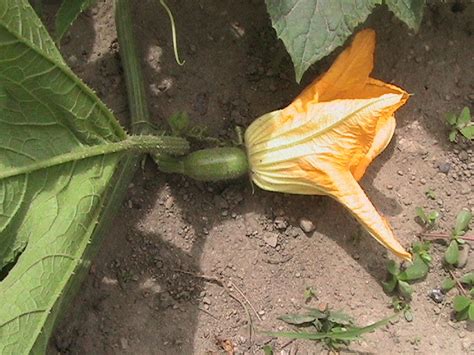 Pumpkin Zucchini And Cucumber Vegetables Starting To Flower Erics