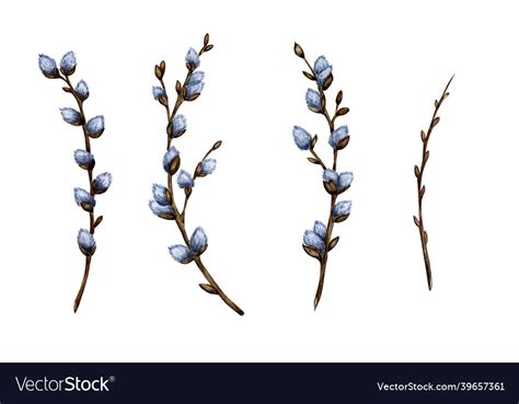 Watercolor Set Of Pussy Willow Twigs Spring Vector Image