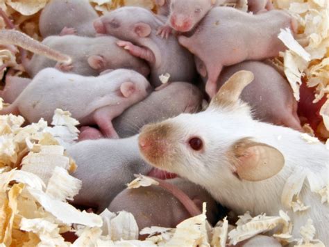 Single Sex Mice Litters Created Using Gene Editing