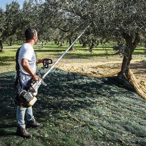 Cifarelli Sc A A Silkme Ve Zeytin Hasat Makinesi Bals Zen Makina