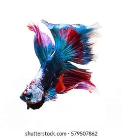 Betta Fish Siamese Fighting Fish Betta Stock Photo 579507862 Shutterstock