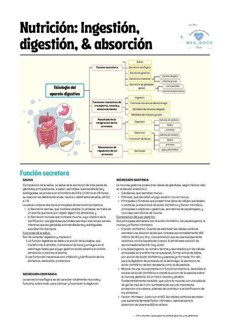 Ingestión digestión y absorción Med Docz uDocz