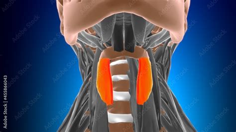 Thyrohyoid Muscle Anatomy For Medical Concept 3D Stock Illustration ...