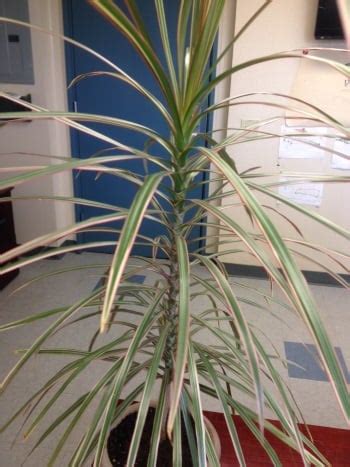 Dracaena Marginata - Madagascar Dragon Tree Care Guide - House Plants ...