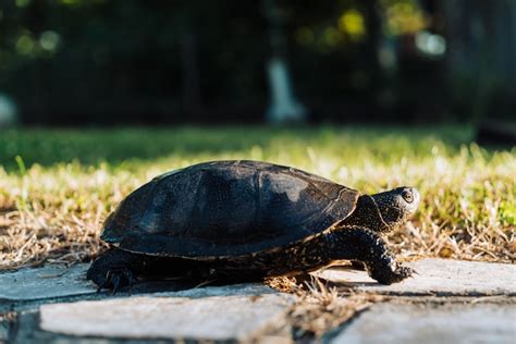 Tortuga Caminando Sobre La Hierba Foto Premium