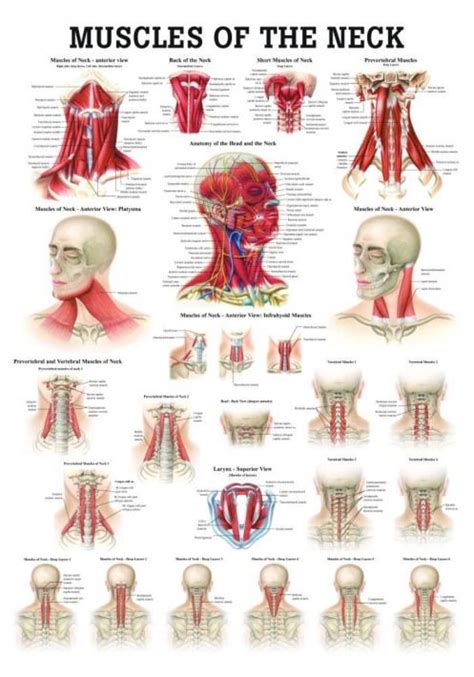 This Detailed Poster Features Information About The Muscles Of The Neck