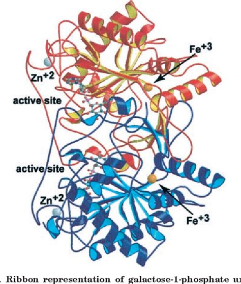 PDF Structure And Function Of Enzymes Of The Leloir Pathway For