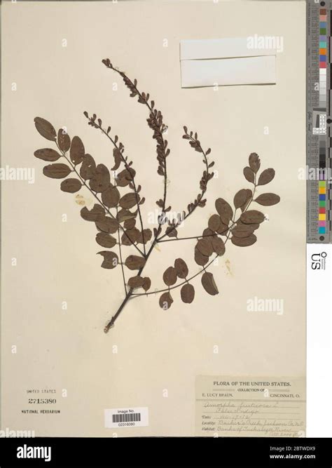 Amorpha fruticosa L Stock Photo - Alamy