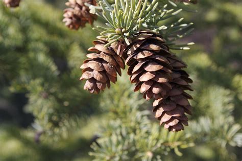 Free photo: Pinecone, Pine Tree, Tree, Pine - Free Image on Pixabay ...