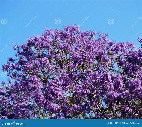 Blooming Jacaranda Tree Stock Image Image Of American 4941389