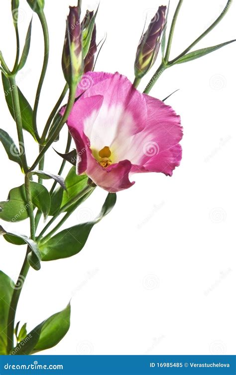 Eustoma flower stock image. Image of beauty, arrange - 16985485