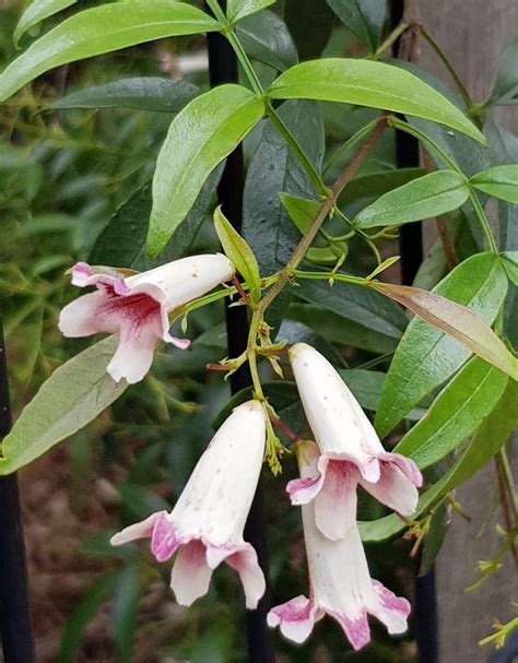 Pandorea Pandoranaflowerleaves1 Bungalook Native Nursery