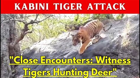 Close Encounters Witness Tigers Hunting Deer Tiger Hunting Deer