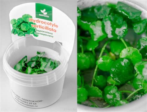 Hydrocotyle verticillata/ Гидрокотила вертикальная