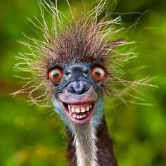 57 ideeën over Animal Mashups | vreemde dieren, dieren, gekke dieren